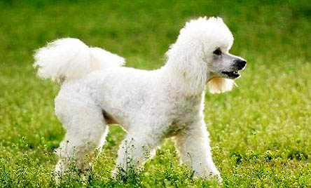 貴賓犬喜歡什么樣的主人