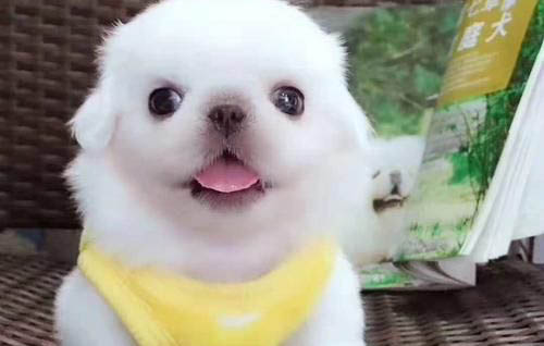 狗狗腦炎癥狀初期癥狀