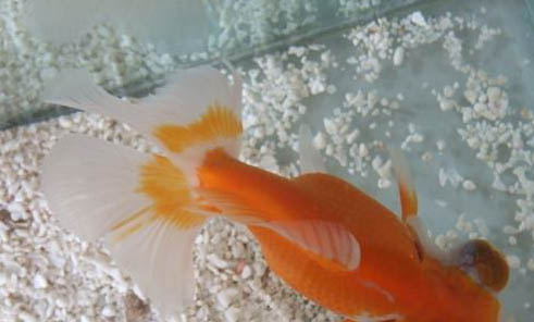 草金魚身上有黑斑的原因