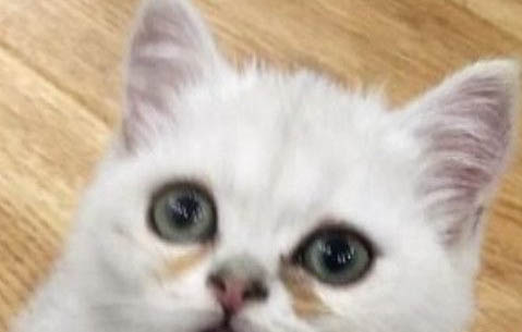 小貓咪可以喝酸奶嗎