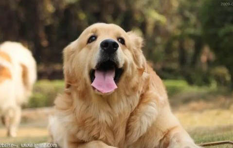 狗狗有事后避孕方法有哪些