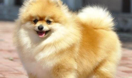 博美犬壽命一般多少年