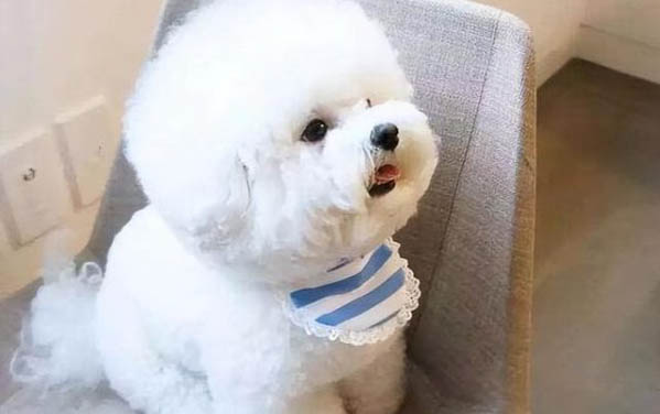 比熊身上有結痂是什么原因
