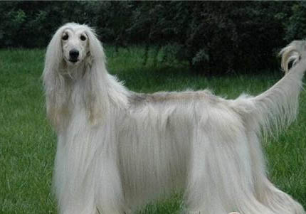 美國(guó)水獵犬不能吃什么