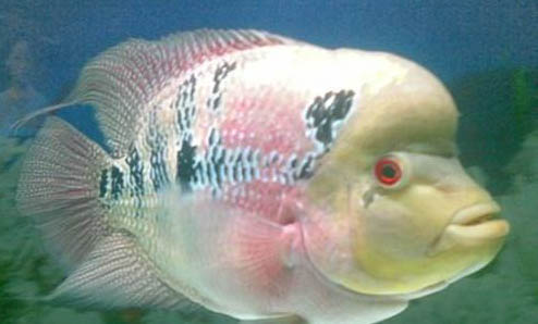 鼠魚生病了怎么辦