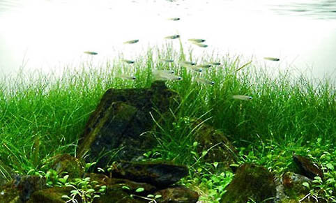 魚缸硝化系統多久建立,魚缸一般幾天可形成硝化細菌