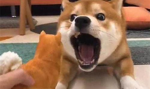為什么三個月狗狗會得細小