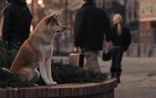狗狗狗糧哪個牌子好?
