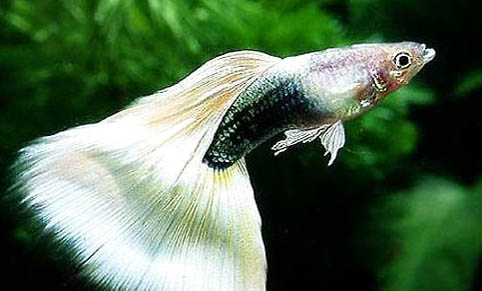 孔雀魚換水后上下亂竄那