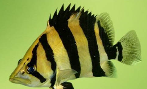 冬天釣魚(yú)如何打窩