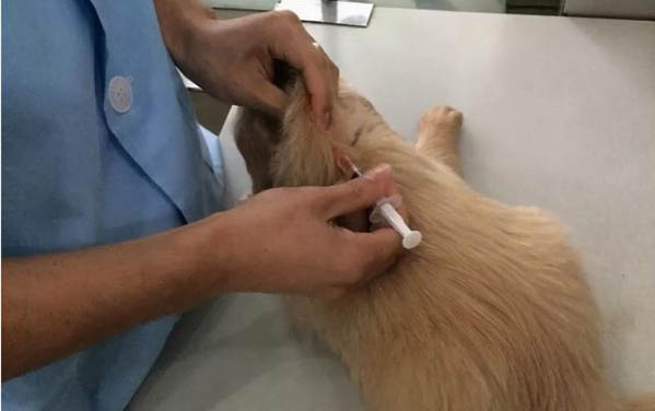 養金毛幼犬需要注意什么