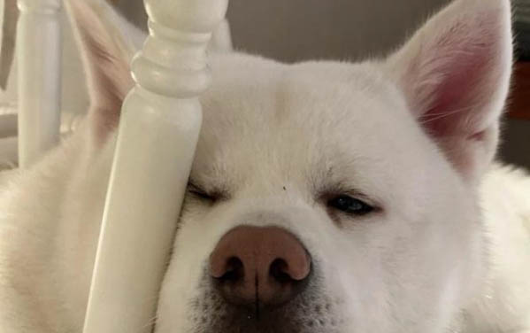 細小病毒狗狗還咳嗽嗎