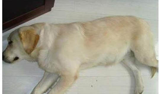 如何判斷母犬懷孕了