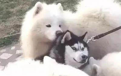 純種薩摩耶犬大概多少錢一只