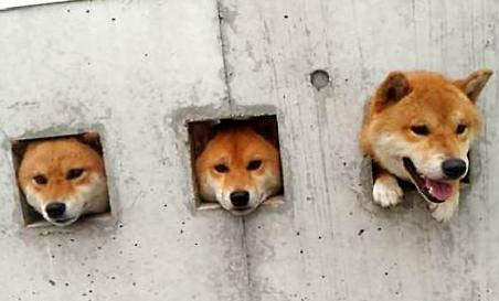 柴犬多少錢一只?