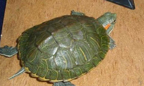 巴西龜不吃食不會叫會死嗎