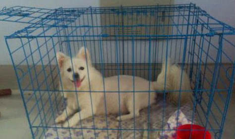銀狐犬能活多久啊
