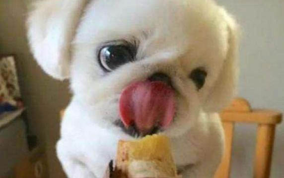 小狗吃喝正常就是很蔫！