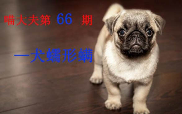 狗狗咳嗽可以吃阿奇霉素嗎