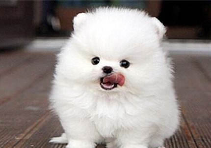 博美犬壽命一般多少年