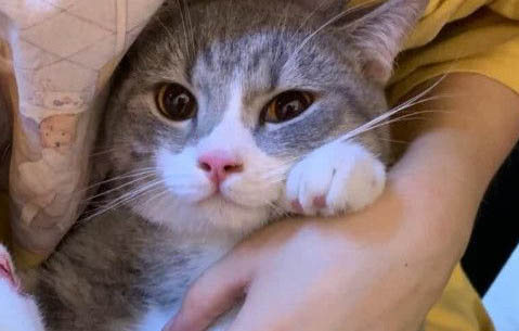 貓慢性腎衰竭一般能活多久