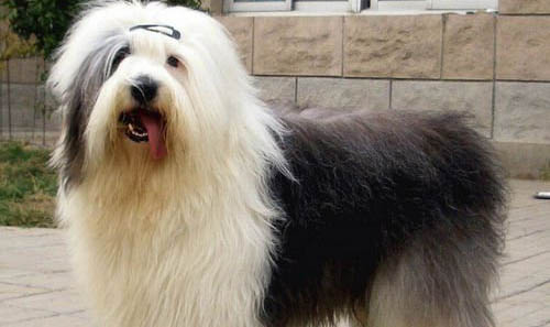 狗狗抱窩是什么意思呀?