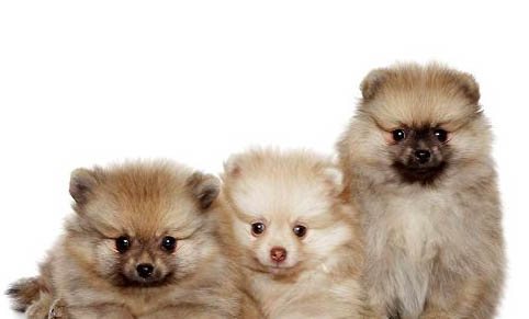 如何挑選幼犬?