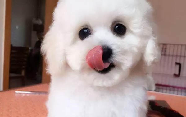 有的狗狗為什么會(huì)假孕