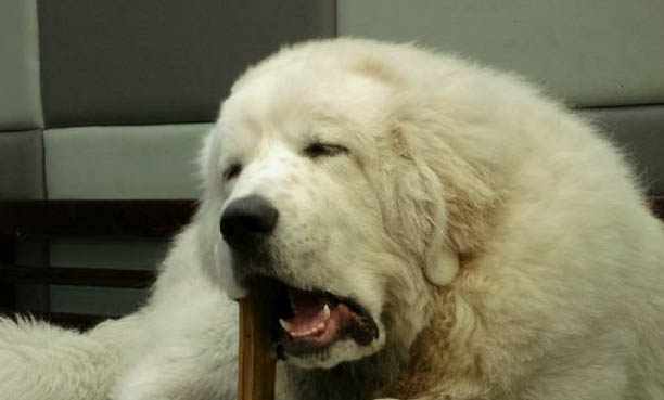 寵物犬有哪些品種