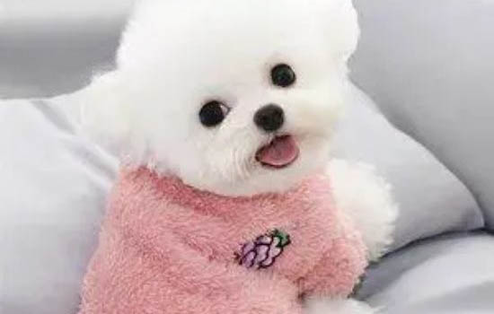 比熊犬能活多久