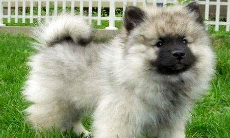 荷蘭毛獅犬多久可以洗澡