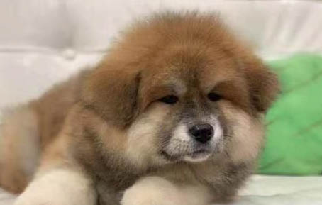 四個月狗狗一天吃多少克狗糧