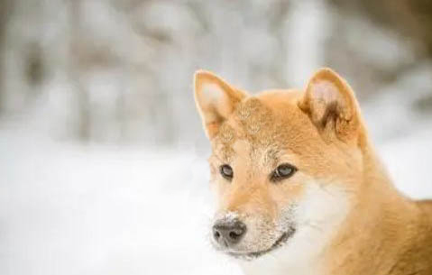自制柴犬狗糧的做法有哪些
