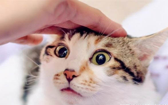 為什么不能讓貓照鏡子