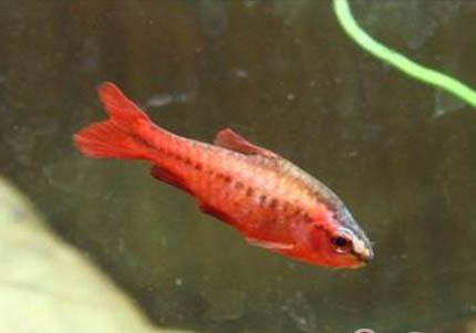 七彩神仙魚腹水怎么治