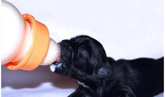 幼犬得狂犬病的癥狀有哪些