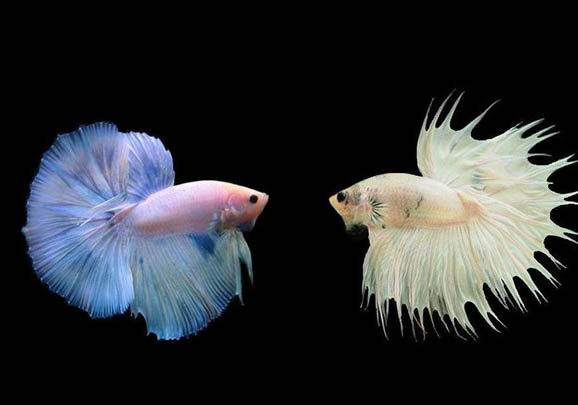 斗魚多久繁殖一次