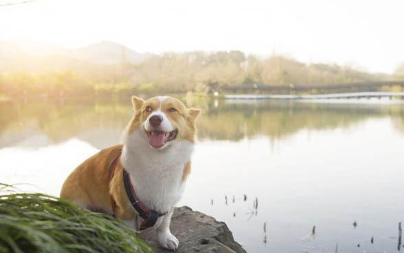 泰迪狗狗總是流眼淚有淚痕怎么辦啊