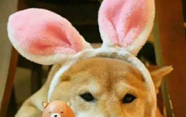 讓你的狗狗平安過冬