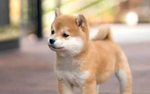 狗狗吐血怎么止血