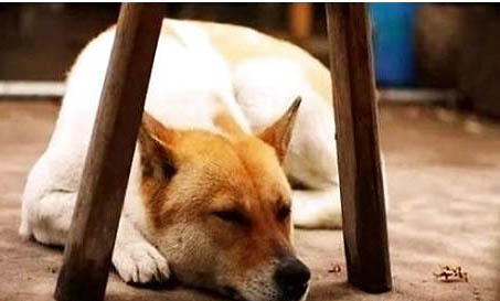 中華田園犬冬天怕冷嗎