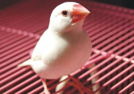 白腰文鳥好不好看