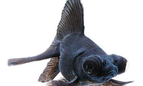 氣溫16度釣魚釣深還是釣淺