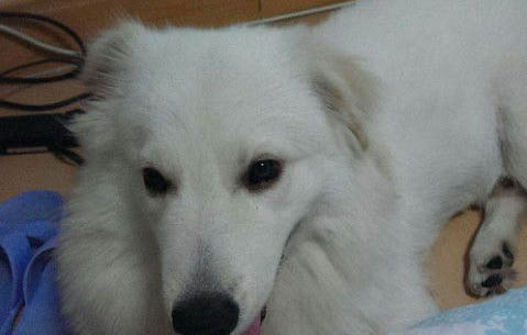 薩摩耶多久能長成大犬