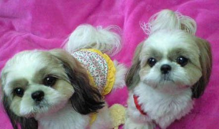 西施犬拉血便的原因及處理方法