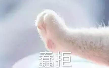 小貓幾個月可以洗澡?鏟屎官要知道的貓咪清潔指南