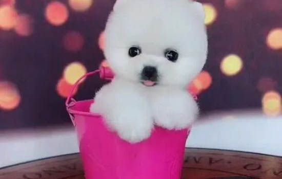 北京哪里有賣茶杯犬的