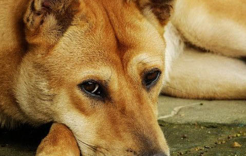 怎么確認狗狗驅蟲已經驅干凈