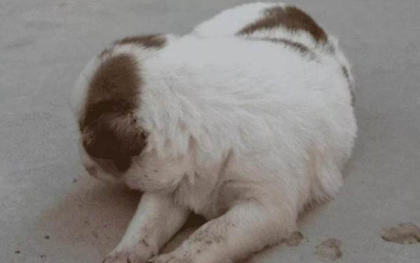 如何辨別狗狗健康