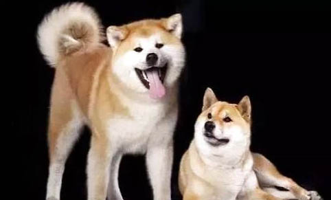 秋田犬和柴犬哪個貴